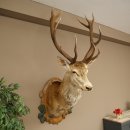 Red deer odd 12-pointer head shoulder red deer head specimen height 108 cm deer head