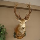 Red deer odd 12-pointer head shoulder red deer head specimen height 108 cm deer head
