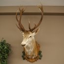 Red deer odd 12-pointer head shoulder red deer head specimen height 108 cm deer head