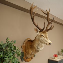 Red deer odd 12-pointer head shoulder red deer head specimen height 108 cm deer head