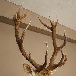 Red deer odd 12-pointer head shoulder red deer head specimen height 108 cm deer head