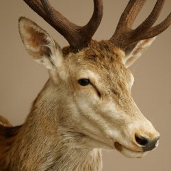Red deer odd 12-pointer head shoulder red deer head specimen height 108 cm deer head