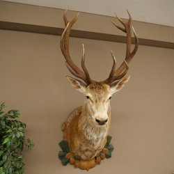 Red deer odd 12-pointer head shoulder red deer head specimen height 108 cm deer head