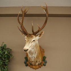 Red deer odd 12-pointer head shoulder red deer head specimen height 108 cm deer head