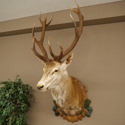 Red deer odd 12-pointer head shoulder red deer head specimen height 108 cm deer head