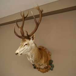 Red deer odd 12-pointer head shoulder red deer head specimen height 108 cm deer head