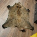 Wilde zwijnenhuid everzwijnenhuid wild zwijn zwoerd varkenszwoerd vloerkleed lengte 180 cm 87.6.41
