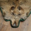 Wilde zwijnenhuid everzwijnenhuid wild zwijn zwoerd varkenszwoerd vloerkleed lengte 180 cm 87.6.41