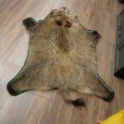 Wilde zwijnenhuid everzwijnenhuid wild zwijn zwoerd varkenszwoerd vloerkleed lengte 180 cm 87.6.41
