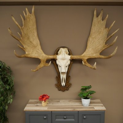 Petit bois délan Largeur des bois 77 cm Trophée de crâne sur plaque sculptée 79,71