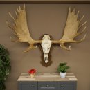 Petit bois délan Largeur des bois 77 cm...