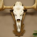 Petit bois délan Largeur des bois 77 cm Trophée de crâne sur plaque sculptée 79,71