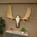 Petit bois délan Largeur des bois 77 cm Trophée de crâne sur plaque sculptée 79,71