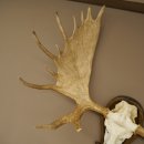 Petit bois délan Largeur des bois 77 cm Trophée de crâne sur plaque sculptée 79,71