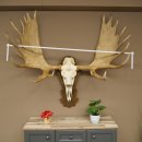 Petit bois délan Largeur des bois 77 cm Trophée de crâne sur plaque sculptée 79,71