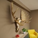 Petit bois délan Largeur des bois 77 cm Trophée de crâne sur plaque sculptée 79,71