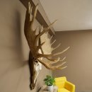 Petit bois délan Largeur des bois 77 cm Trophée de crâne sur plaque sculptée 79,71