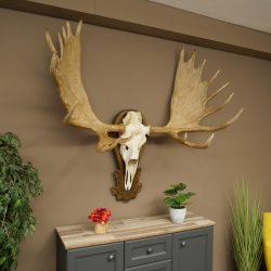 Petit bois délan Largeur des bois 77 cm Trophée de crâne sur plaque sculptée 79,71