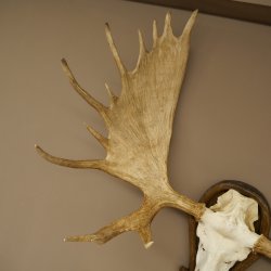 Petit bois délan Largeur des bois 77 cm Trophée de crâne sur plaque sculptée 79,71