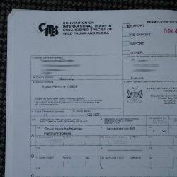 Zebra Fell Zebrafell Hartmann Bergzebra Vorleger mit Genehmigung zum Verkauf 87.100.22