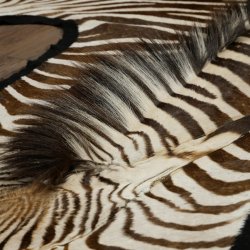 Zebra Fell Zebrafell Hartmann Bergzebra Vorleger mit Genehmigung zum Verkauf 87.100.22