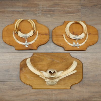 Phacochère, lot de 3 armes, défenses max. 24 cm, verr armé, Afrique, bouclier 88.15.74