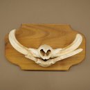 Phacochère, lot de 3 armes, défenses max. 24 cm, verr armé, Afrique, bouclier 88.15.74