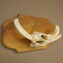 Phacochère, lot de 3 armes, défenses max. 24 cm, verr armé, Afrique, bouclier 88.15.74