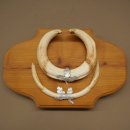 Phacochère, lot de 3 armes, défenses max. 24 cm, verr armé, Afrique, bouclier 88.15.74