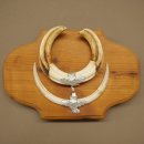 Phacochère, lot de 3 armes, défenses max. 24 cm, verr armé, Afrique, bouclier 88.15.74