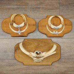 Phacochère, lot de 3 armes, défenses max. 24 cm, verr armé, Afrique, bouclier 88.15.74