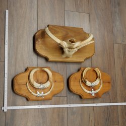 Phacochère, lot de 3 armes, défenses max. 24 cm, verr armé, Afrique, bouclier 88.15.74