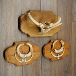 Phacochère, lot de 3 armes, défenses max. 24 cm, verr armé, Afrique, bouclier 88.15.74