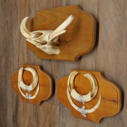 Phacochère, lot de 3 armes, défenses max. 24 cm, verr armé, Afrique, bouclier 88.15.74