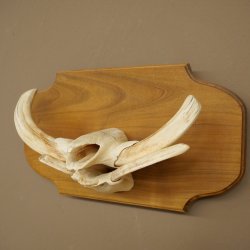 Phacochère, lot de 3 armes, défenses max. 24 cm, verr armé, Afrique, bouclier 88.15.74