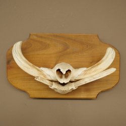 Phacochère, lot de 3 armes, défenses max. 24 cm, verr armé, Afrique, bouclier 88.15.74