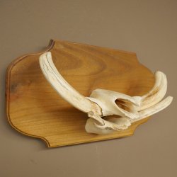 Phacochère, lot de 3 armes, défenses max. 24 cm, verr armé, Afrique, bouclier 88.15.74