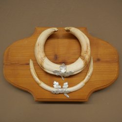 Phacochère, lot de 3 armes, défenses max. 24 cm, verr armé, Afrique, bouclier 88.15.74