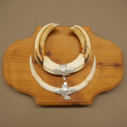 Phacochère, lot de 3 armes, défenses max. 24 cm, verr armé, Afrique, bouclier 88.15.74