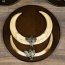 Phacochère, lot de 3 armes, défenses max. 27 cm, sanglier armé, Afrique, bouclier 88.15.75