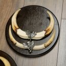 Phacochère, lot de 3 armes, défenses max. 27 cm, sanglier armé, Afrique, bouclier 88.15.75