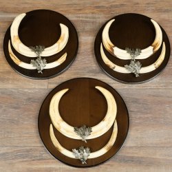 Phacochère, lot de 3 armes, défenses max. 27 cm, sanglier armé, Afrique, bouclier 88.15.75