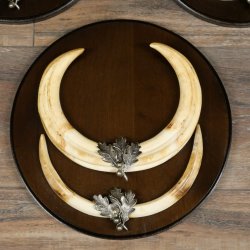 Phacochère, lot de 3 armes, défenses max. 27 cm, sanglier armé, Afrique, bouclier 88.15.75