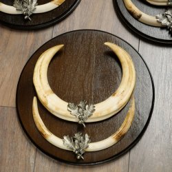 Phacochère, lot de 3 armes, défenses max. 27 cm, sanglier armé, Afrique, bouclier 88.15.75