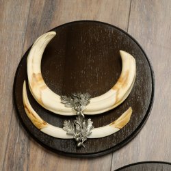 Phacochère, lot de 3 armes, défenses max. 27 cm, sanglier armé, Afrique, bouclier 88.15.75