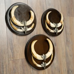 Phacochère, lot de 3 armes, défenses max. 27 cm, sanglier armé, Afrique, bouclier 88.15.75