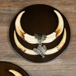 Phacochère, lot de 3 armes, défenses max. 27 cm, sanglier armé, Afrique, bouclier 88.15.75