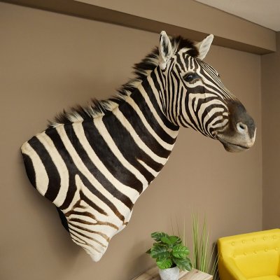 Zebrakopf Hartmann Zebra Kopf Präparat mit Genehmigung zum Verkauf 87.100.23