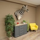 Zebrakopf Hartmann Zebra Kopf Präparat mit Genehmigung zum Verkauf 87.100.23