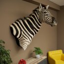 Zebrakopf Hartmann Zebra Kopf Präparat mit Genehmigung zum Verkauf 87.100.23